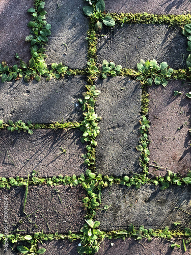 Path paved with paving stones overgrown with green grass, top view, background