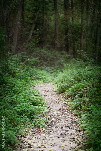 Narrow path in the forest. photo