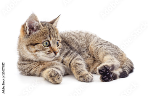 Small gray kitten.