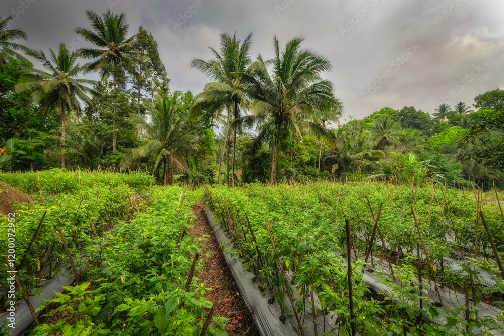 A vibrant view of a green chili peppers farm surrounded by tall trees under a cloudy sky, showcasing innovative, sustainable agriculture for environmental health and biodiversity, East Java, Indonesia A vibrant view of a green chili peppers farm surrounded by tall trees under a cloudy sky, showcasing innovative, sustainable agriculture for environmental health and biodiversity, East Java, Indonesia