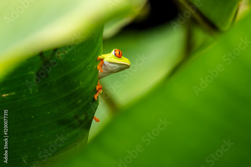 Red-eyed Tree Frog on a Leaf in Costa Rica Rain Forest photo