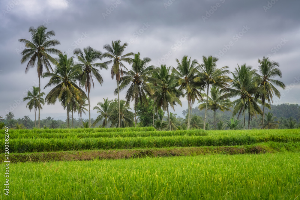 Expansive rice fields bordered by tall, swaying palm trees, set against a moody, dramatic sky, capturing the stunning beauty of rural landscapes and tranquility, East Java, Indonesia Expansive rice fields bordered by tall, swaying palm trees, set against a moody, dramatic sky, capturing the stunning beauty of rural landscapes and tranquility, East Java, Indonesia