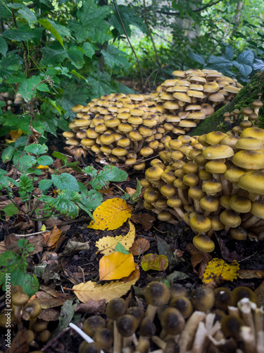 Closeup of Honey fungus. Armillaria mellea
