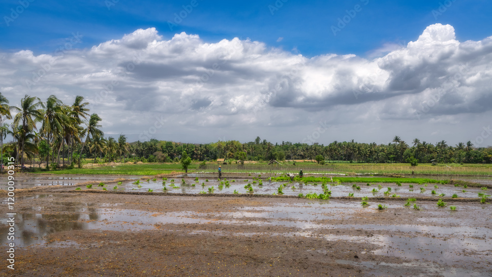 A beautifully serene landscape showcases workers on vibrant rice fields that reflect the stunning sky above them, all surrounded by palm trees and dramatic clouds looming above, East Java, Indonesia