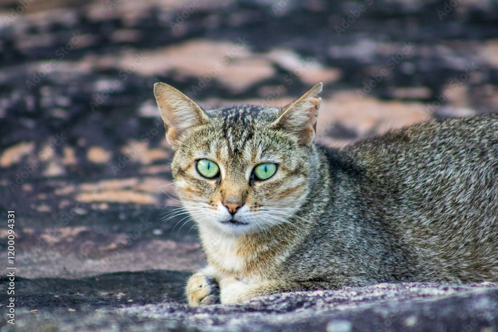 Portrait of a stray cat Portrait of a stray cat