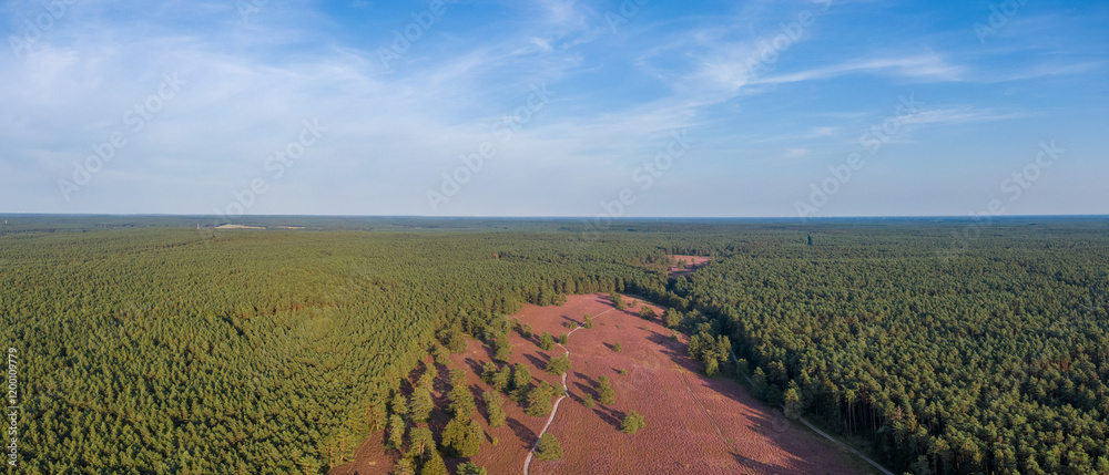 Aerial view of heather fields on the Misselhorn Heath, Sudheide Nature Park