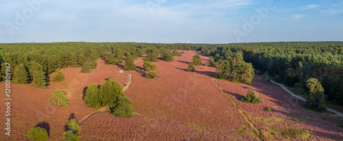 Obraz na płótnie Aerial view of heather fields on the Misselhorn Heath, Sudheide Nature Park w salonie