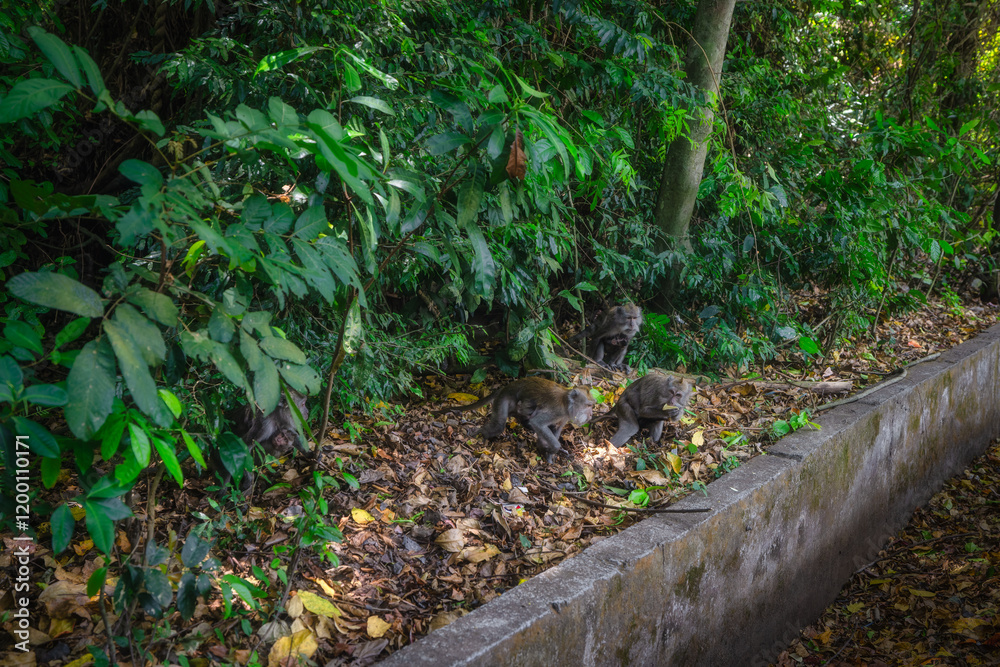 A tranquil view highlights the incredible diversity of jungle wildlife, Macaque monkeys, amidst lush greenery, showcasing natures stunning beauty in an untouched, rich environment, Bali, Indonesia
