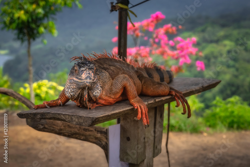 Obraz na płótnie A striking iguana occupies a rustic wooden platform, surrounded by vibrant lush greenery and an array of colorful flowers, all within a serene, peaceful setting, Bali, Indonesia w salonie
