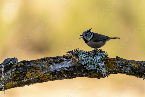 Crested Tit Perched on a Lichen-Covered Branch in the Wild photo