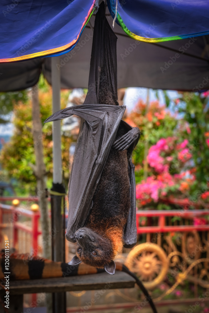 A truly unique and fascinating view of a giant bat hanging upside down beneath a colorful and vibrant market stall, surrounded by an array of blooming flowers, Bali, Indonesia