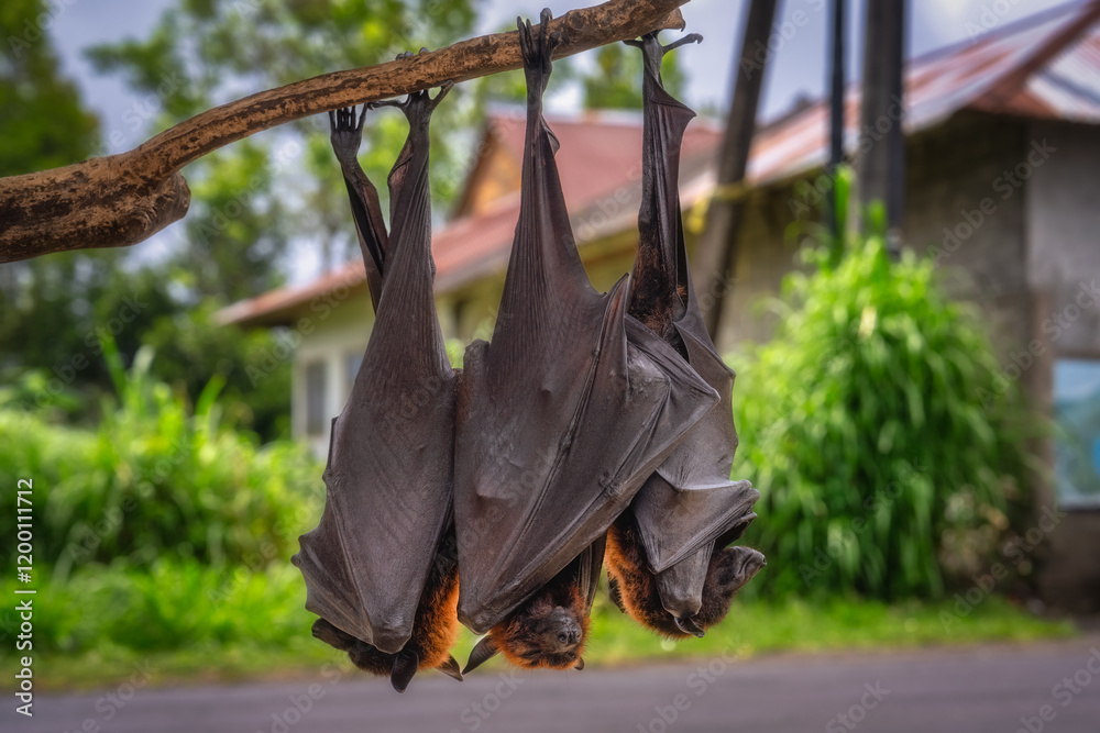 A large group of giant bats is hanging upside down from a tree branch in a lush, vibrant environment, showcasing their unique and interesting resting behavior, Bali, Indonesia