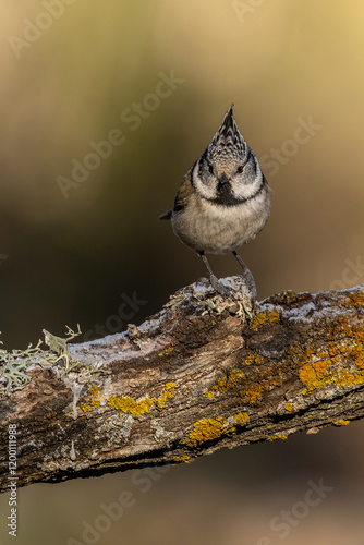 Crested Tit Perched on a Lichen-Covered Branch in the Wild photo