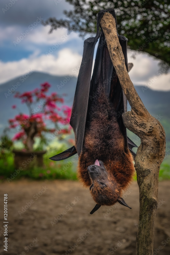 A stunning giant bat is gracefully suspended upside down from a branch, beautifully showcasing its unique features against a picturesque and vibrant background of nature, Bali, Indonesia