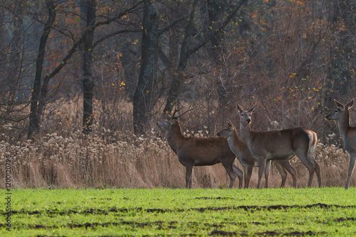 Fotografie A small herd of red deer stands on a green grass field near a forest in autumn a