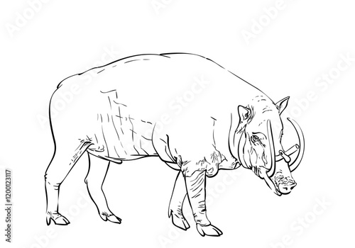 Male babirusa animal of swine family species found in the Indonesian islands with the upper tusks grow though the top of its snout, Hand drawn illustration, Vector sketch