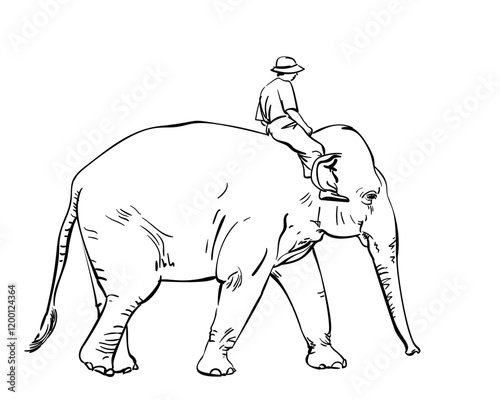 Man riding elephant, Hand drawn illustration isolated, Vector sketch of walking elephant with man on the back