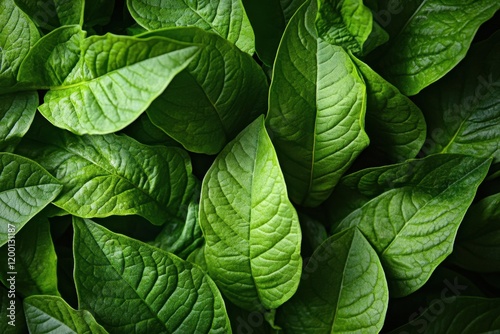 Healthy tobacco leaves captured up close, highlighting their vibrant green color and unique texture