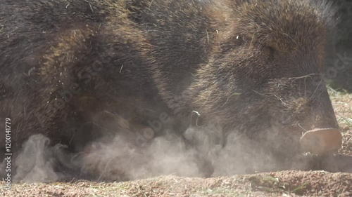 This slow motion video shows a close up view of a wild Chacoan peccary (or “tagua”) kicking up dirt and rolling around in it.