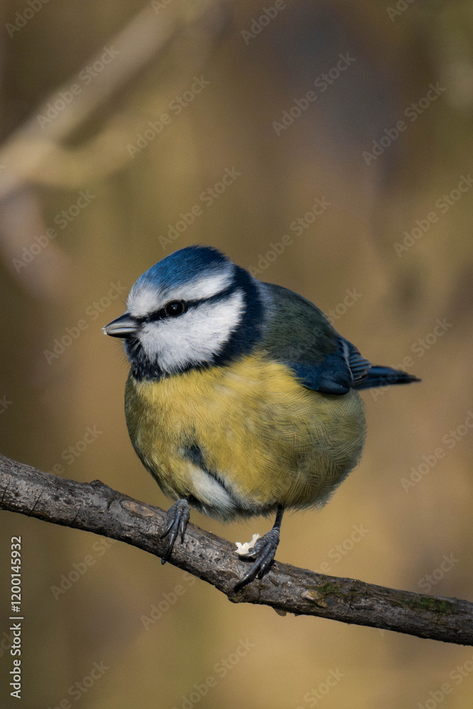 Obraz premium Eurasian blue tit (Cyanistes caeruleus) sitting on a tree branch