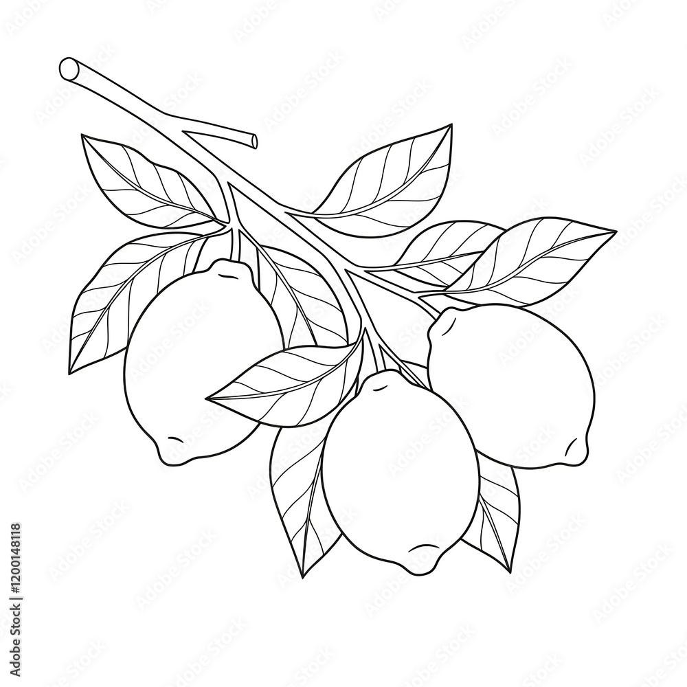 branch with lemons coloring branch with lemons coloring