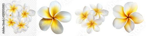 set of a frangible flowers isolated on a transparent background photo