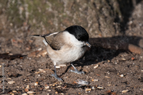 Marsh tit (Poecile palustris) standing on the ground photo