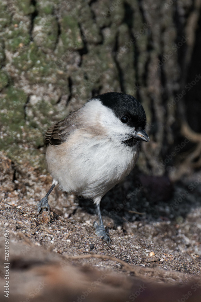Naklejka premium Marsh tit (Poecile palustris) standing on the ground