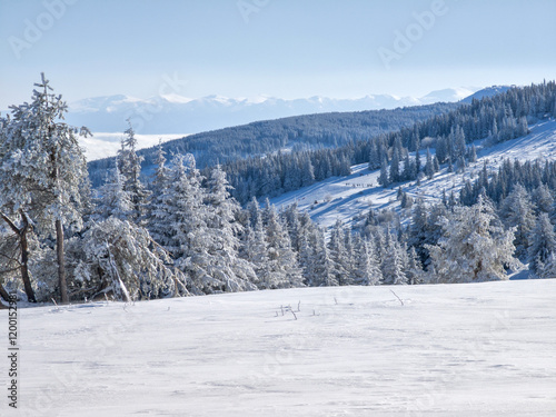 Winter Landscape of Vitosha Mountain, Bulgaria photo