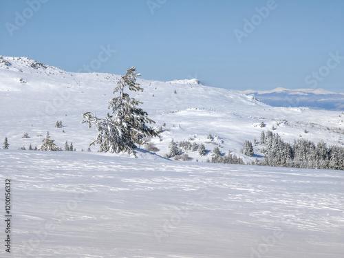 Winter Landscape of Vitosha Mountain, Bulgaria photo