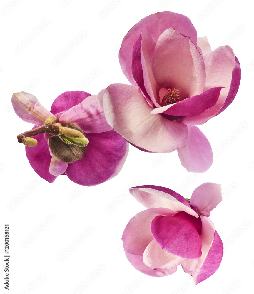 Naklejka premium Beautiful pink Magnolia flower falling in the air isolated on white background. Zero gravity conception