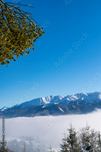 Mistletoe (Viscum) against the sky with mountains in a winter scenery in the background.