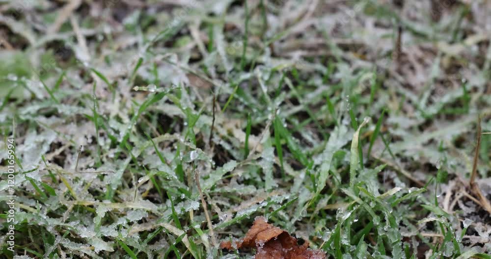 Frozen dew on green grass blades in winter
