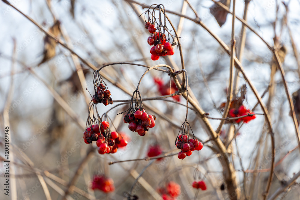Vibrant red berries hanging from bare branches in autumn light Vibrant red berries hanging from bare branches in autumn light