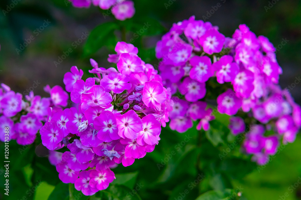 Obraz premium Bright pink flowers bloom in a vibrant garden setting during springtime
