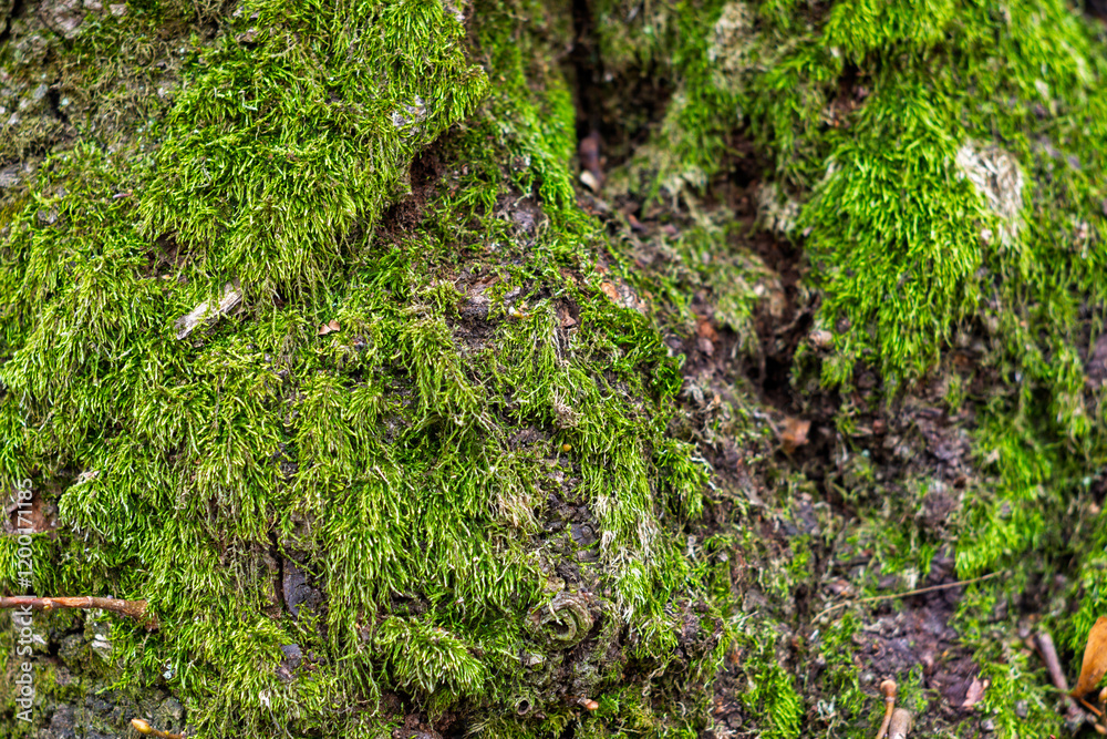 Vibrant green moss covering a tree trunk in a serene forest setting Vibrant green moss covering a tree trunk in a serene forest setting