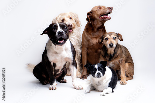 Group of dogs in white background posing in studio