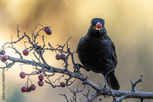 Blackbird Perched on a Branch with Red Berries in Natural Light