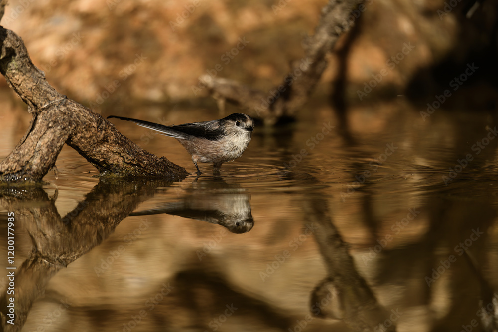 Fototapeta premium Long-tailed Tits - Aegithalos caudatus - Enjoying Water by a Tree Branch