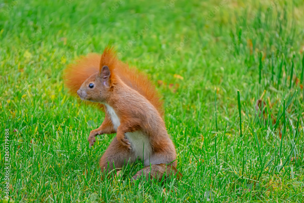 young squirrel running on the green grass in the city park in autumn.