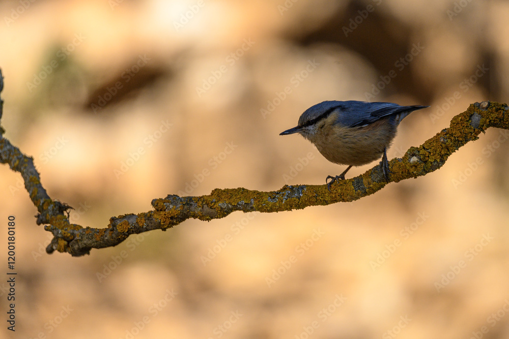 Eurasian Nuthatch (Sitta europaea) Holding a Seed on a Lichen-Covered Branch Eurasian Nuthatch (Sitta europaea) Holding a Seed on a Lichen-Covered Branch