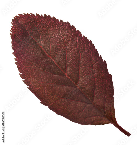 delicate leaves falling in the air, isolated on white background. Prunus cerasifera 'Nigra' or Canadian black plum