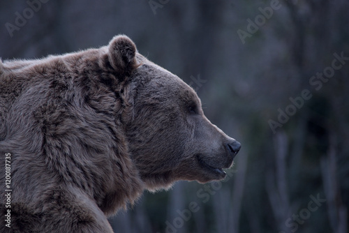 oso pardo