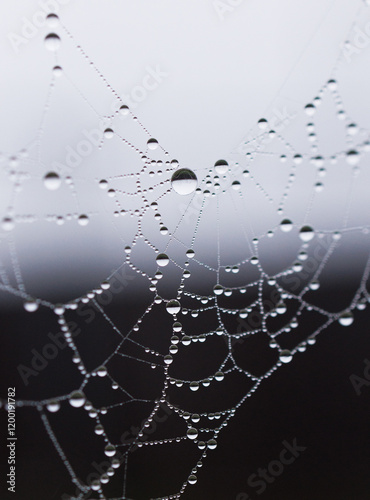 spider web with dew drops