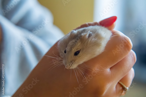 small rodent Djungarian hamster held in a man's hand, a woman holds a hamster in her hand photo