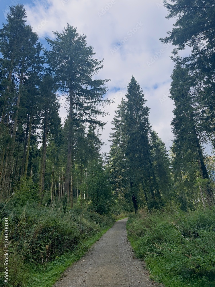 road in the forest road in the forest