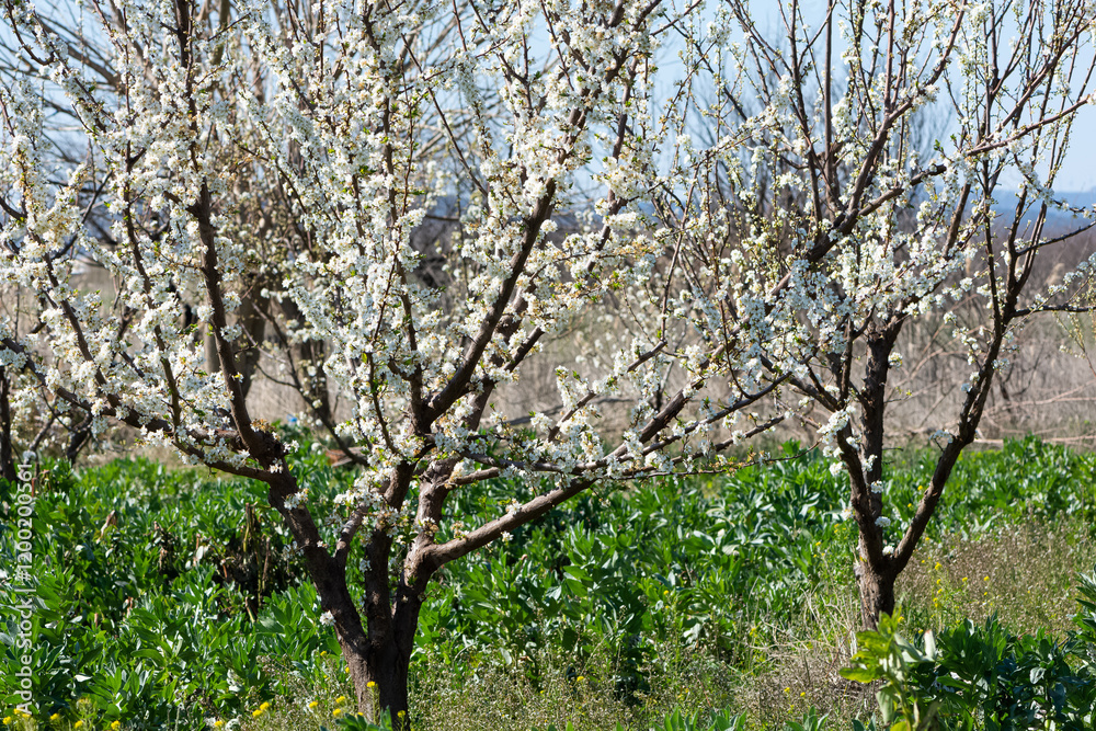 photos of flowering plum tree and plum flowers photos of flowering plum tree and plum flowers