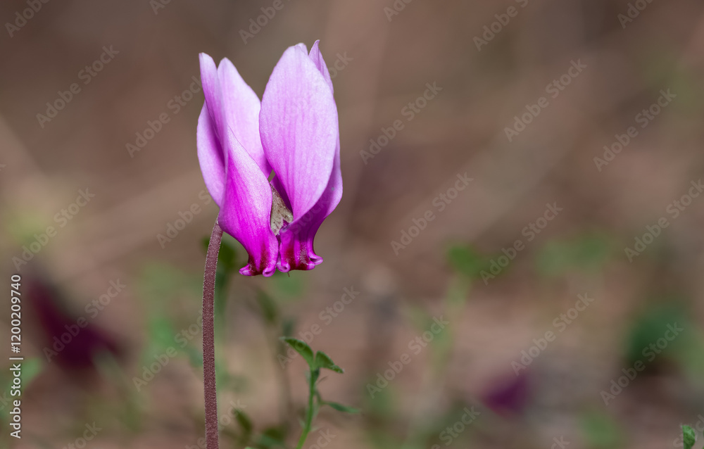 photo of pink cyclamen in its natural habitat photo of pink cyclamen in its natural habitat