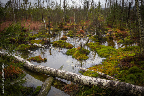 Das Moor Schwenninger Moos im Herbst auf der Baar bei Villingen-Schwenningen in Baden-Württemberg