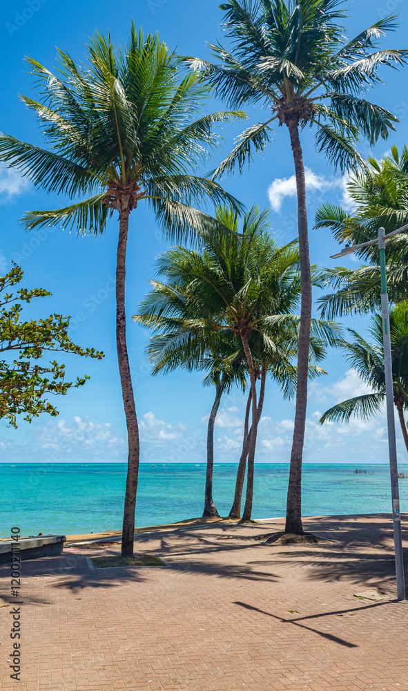 Fototapeta premium palmeiras da praia da Ponta Verde em Maceió Alagoas Brasil